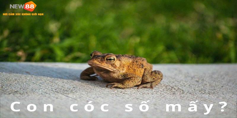 Ý nghĩa con cóc số mấy?